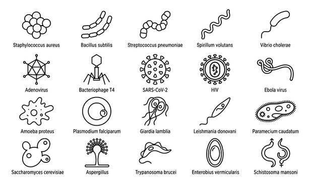 Microbiology microorganisms icons set of bacteria virus and parasites black and white line art illustration