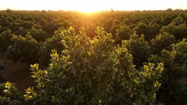 Aerial View of Lush Green Citrus Orchard at Golden Sunset.