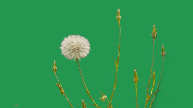 Fluffy dandelion seed head swaying on green chroma key background.