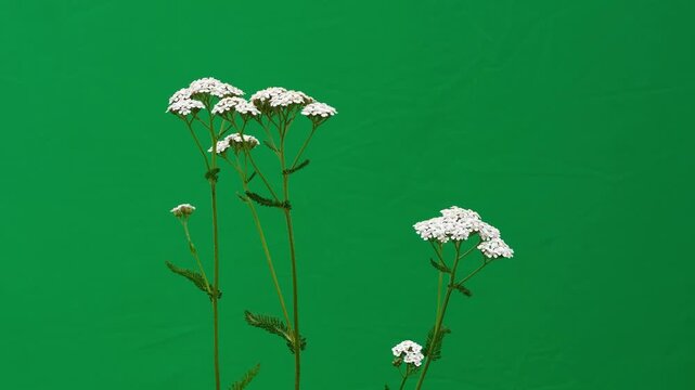 White yarrow flowers on green screen with field birds singing.