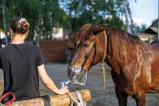 A woman assists a brown horse during an inhalation therapy session using a plastic mask on a farm