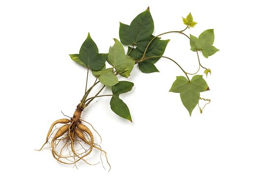 Butea superba root and plant specimen isolated on a white background, representing traditional herbal medicine, botanical research, and natural supplements.