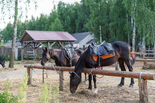 Two saddled dark horses stand near a wooden log fence on a farm yard with trees and a shelter in the background