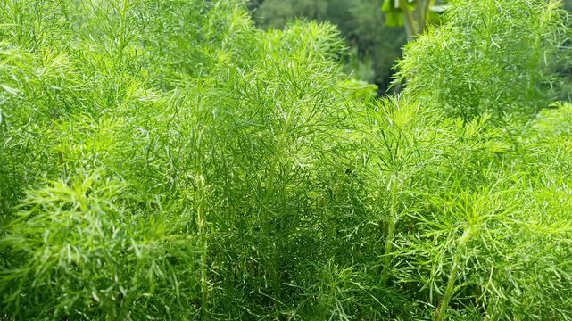 Lush green dill plants fill the frame with fine feathery leaves