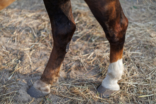 Close-up view of the front legs and hooves of a brown horse with white markings standing on dry straw and dirt