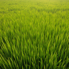 Obraz premium green rice field