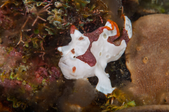 Warty frogfish camouflaged among coral and algae in Anilao Philippines