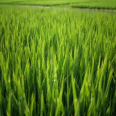 Obraz premium green wheat field