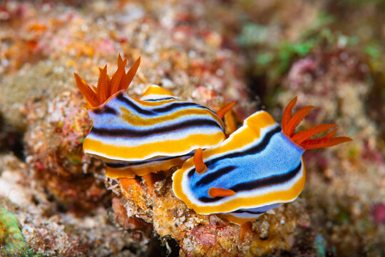 Pair of Anna's Chromodoris Nudibranchs on Colorful Coral Reef in Anilao Philippines