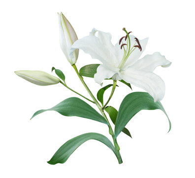 White Lily flower bouquet isolated on transparent background