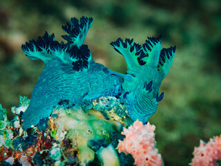 Vivid Blue Nembrotha Milleri Nudibranch on Coral Reef in Anilao Philippines © Leon Burda