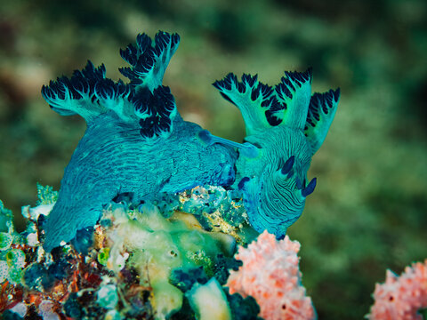 Vivid Blue Nembrotha Milleri Nudibranch on Coral Reef in Anilao Philippines