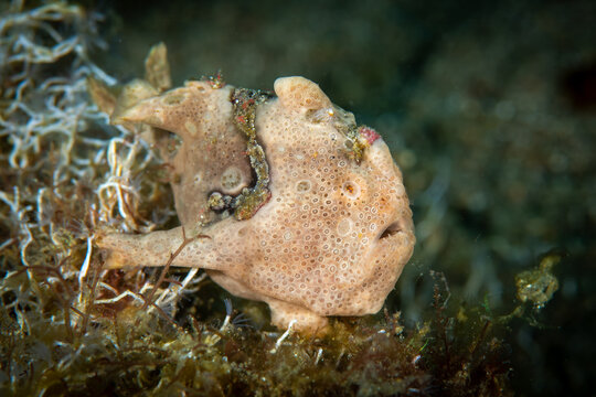 Painted frogfish blending into coral reef habitat in Anilao Philippines