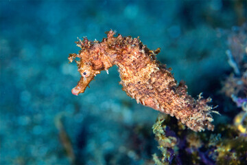 Thorny seahorse camouflaged against the sandy seabed in Anilao Philippines © Leon Burda