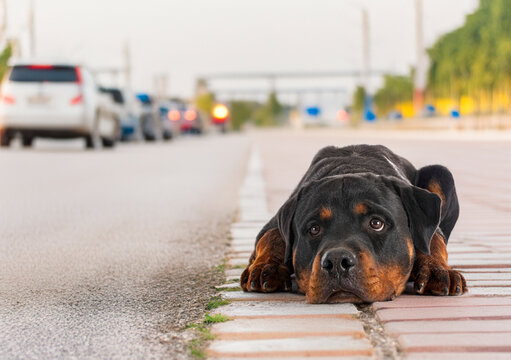 rottweiler abandonned in summer