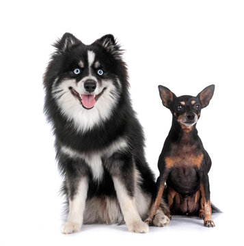 miniature pinscher and pomsky in studio