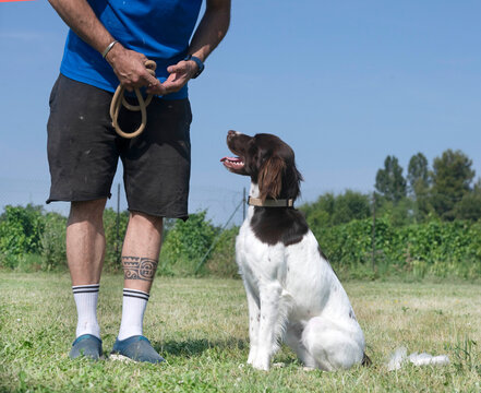 training of Small Munsterlander