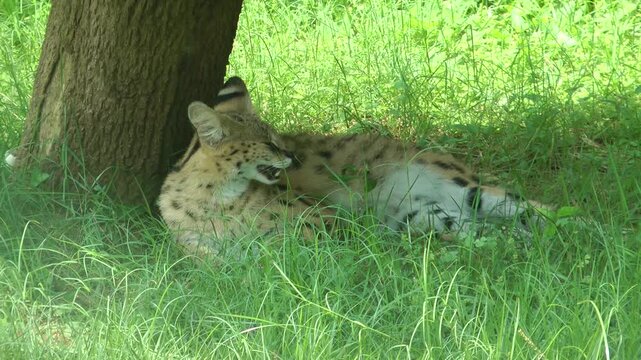 A serval is resting under the tree.
