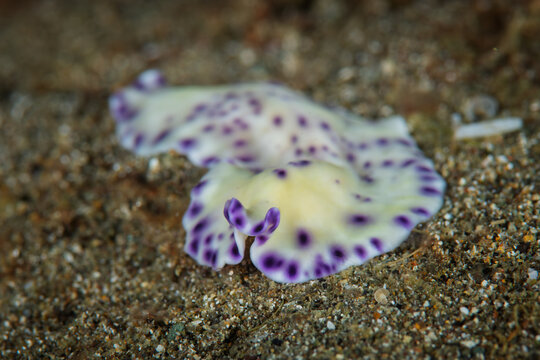 Purple-spotted flatworm crawling over sandy seabed in Anilao Philippines