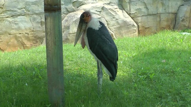 Marabou Stork in zoo 