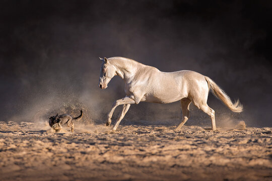 Cremello teke horse play with dog