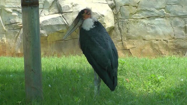 Marabou Stork in zoo 