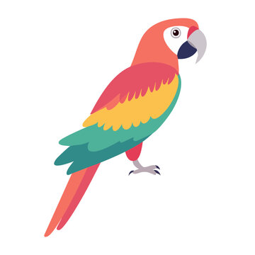 Colorful macaw parrot illustration