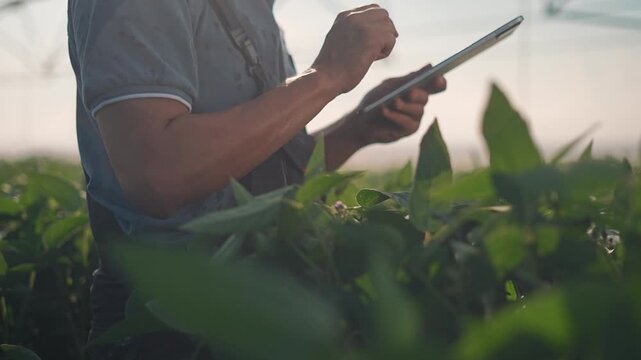 Farmer checks plants in agriculture using a tablet for field inspection. agronomist observes leaves to secure harvest. Modern technology helps agribusiness and supports plants growth for the farmer.