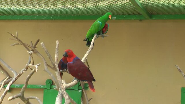 A pair of eclectus parrots 