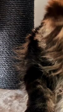 Close up of a majestic Maine Coon cat meowing indoors with open mouth