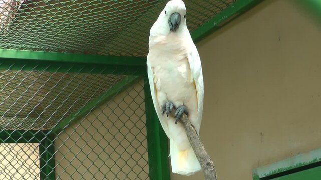A  Salmon crested Cockatoo on branch