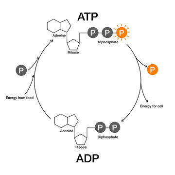 ATP ADP cycle diagram energy currency cell biology science illustration