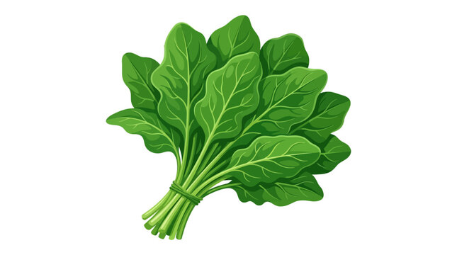 bunch of fresh green lettuce
