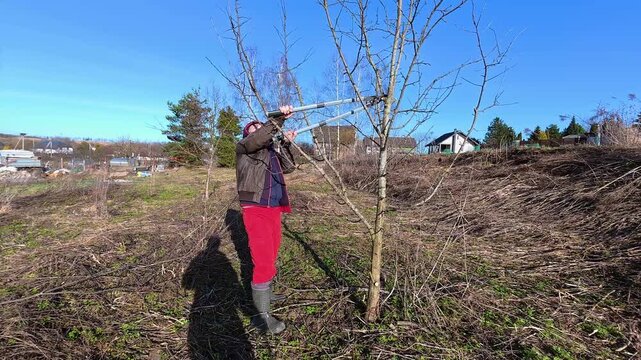 Person pruning fruit tree branches with hedge shears against a bright blue sky, likely in autumn, winter or spring. Garden health care. Gardening work. Man trimming trees in orchard. Pollarding work.