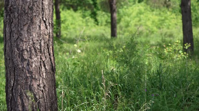 Sunlight filters through towering pine trees, illuminating a vibrant green forest floor. Lush grass and wild plants thrive beneath majestic, textured tree trunks.