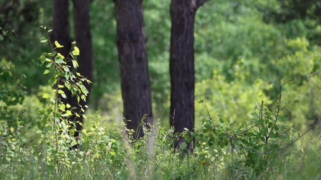 Sunlight illuminating fresh green leaves of a sapling as they gently sway in the wind, with lush forest vegetation and dark tree trunks creating a soft, blurred background on a bright day