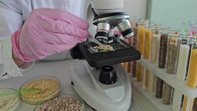Microscope examination of grains and seeds in a laboratory setting with various samples displayed on the table
