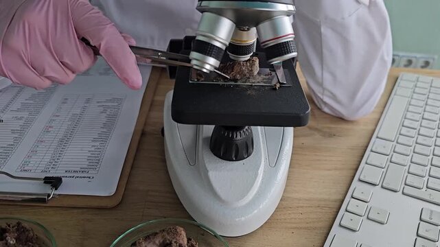 Examining soil samples with a microscope in a laboratory setting in the afternoon