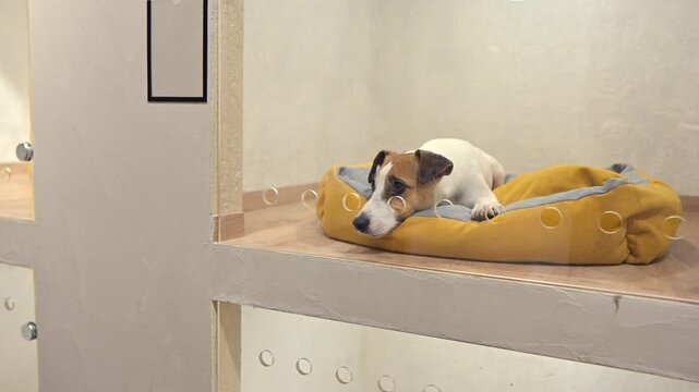 A Jack Russell Terrier in a capsule hotel for pets. The dog is behind a glass door.
