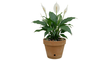 Fototapeta premium Peace lily plant in terracotta pot isolated on transparent PNG background, elegant indoor houseplant for home decor and gardening concept