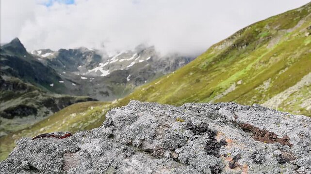 A spectacular amphibian of the Alps mountains, the Alpine newt male (Ichthyosaura alpestris)