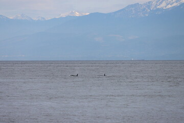 Naklejka premium Distant orcas swimming in open sea with mountain backdrop.
