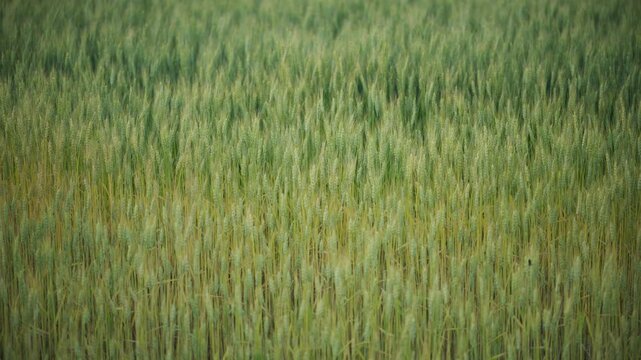 トワイライトの風になびく麦畑