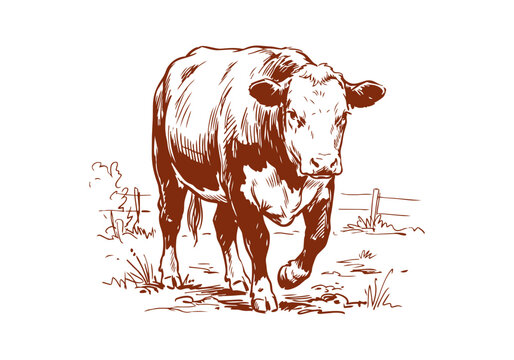 Hereford Cattle Breed Collection Showcasing Farm Life Husbandry and Veterinary Care Hand Drawn Rough Sketch Vector Illustration