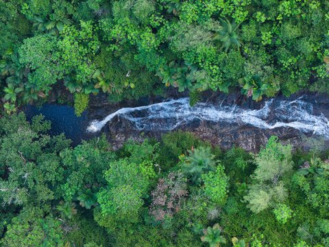 Aerial top-down view of Sauzier Waterfall cascading through a dense, lush tropical jungle canopy, Mahe, Seychelles