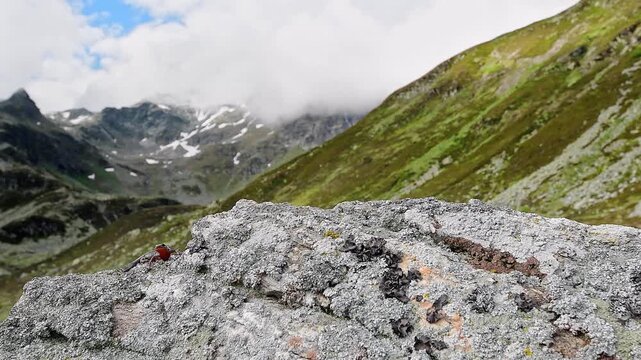 A spectacular amphibian of the Alps mountains, the Alpine newt male (Ichthyosaura alpestris)