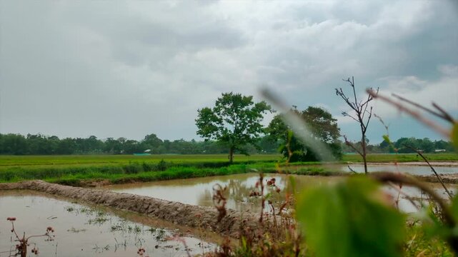 Rural agricultural landscape with flooded paddy fields and dramatic monsoon clouds