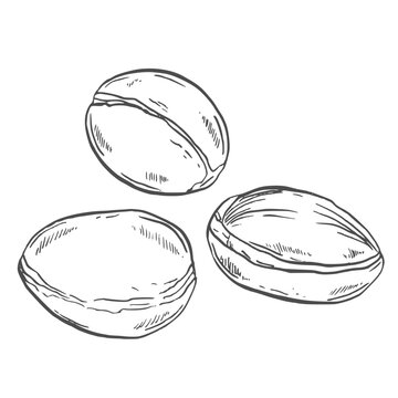 Raw argan tree seeds hand drawn engraving isolated on white background