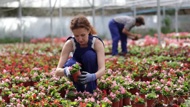 Portrait of young woman gardener holding pot with flowers begonia in greenhouse. High quality 4k footage