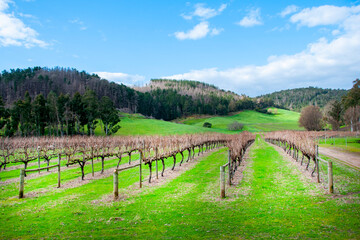 Obraz premium Vineyard in Balingup - Western Australia